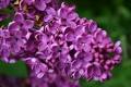 ENTRE LILAS Y AMAPOLAS OLVIDADO...